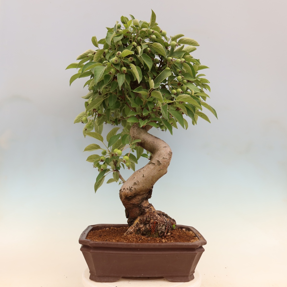 Kültéri bonsai -Malus halliana - Kis gyümölcsű almafa