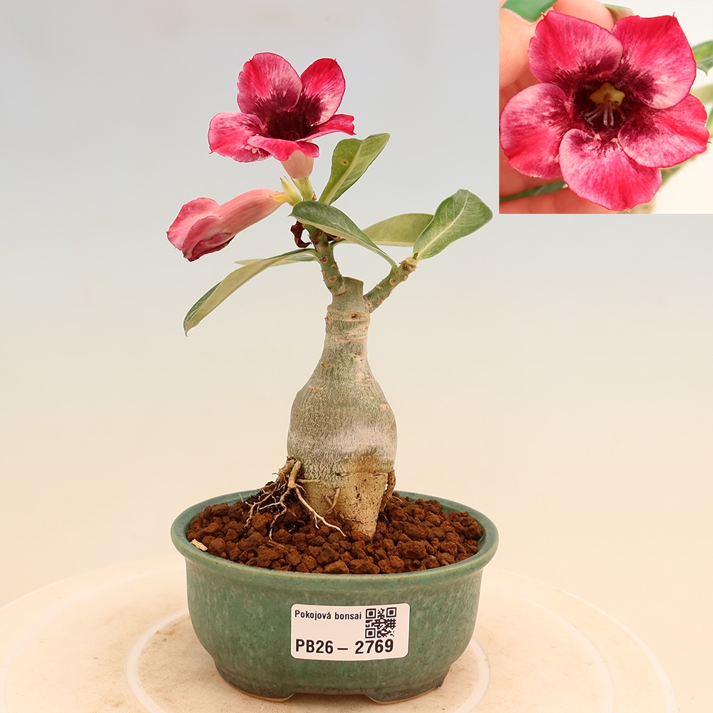 Szobabonsai – Adenium obesum, Mumbai Pink Diamond-ra oltva – Sivatagi rózsa