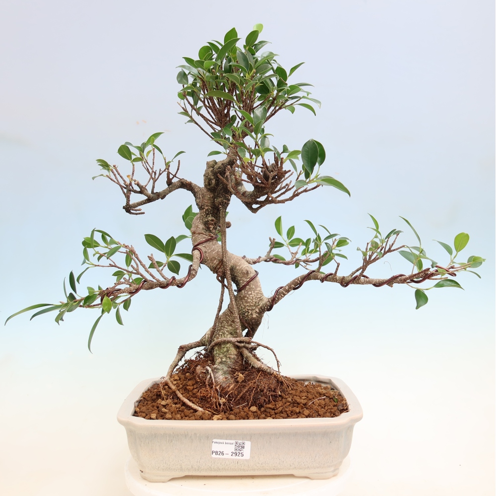 Szobai bonsai - Ficus kimmen - kislevelű fikusz