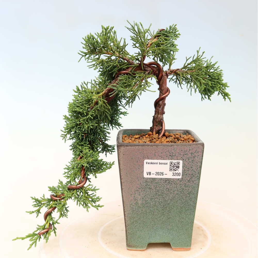 Kültéri bonsai - Juniperus chinensis Kishu