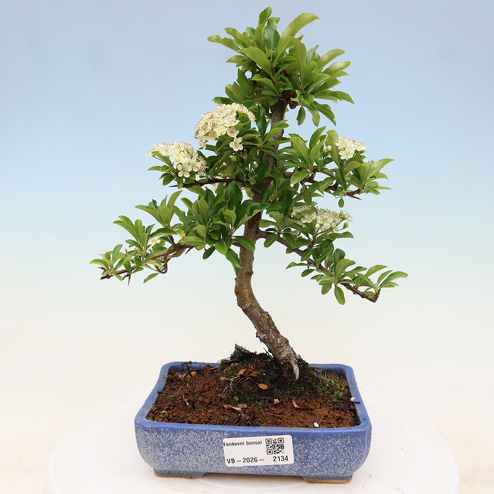 Kültéri bonsai – Pyracantha teton – Vörös tűszem