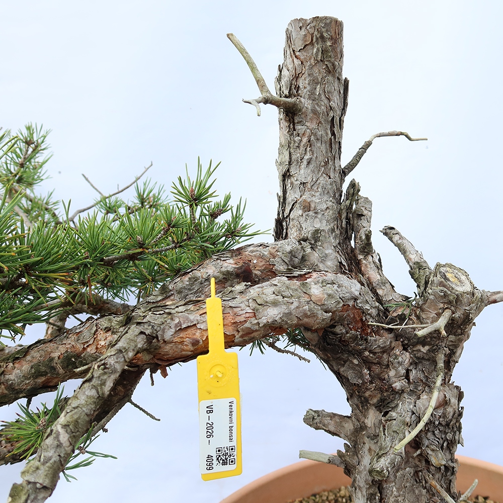Pinus sylvestris Spanyolország – erdei fenyő