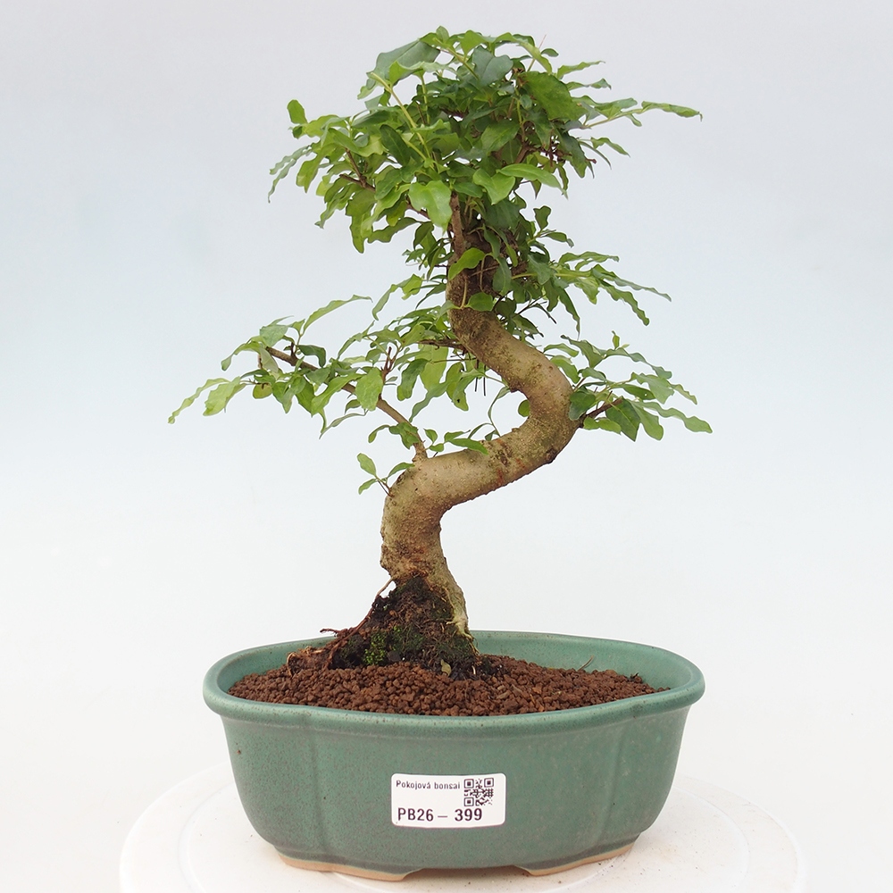 Szobai bonsai -Ligustrum chinensis - Madárcsőr