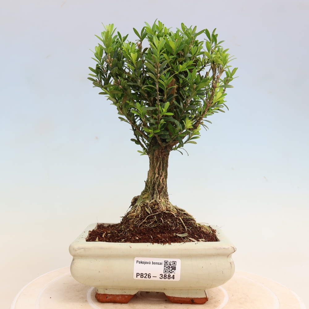 Szobai bonsai - Buxus harlandii - parafa buxus