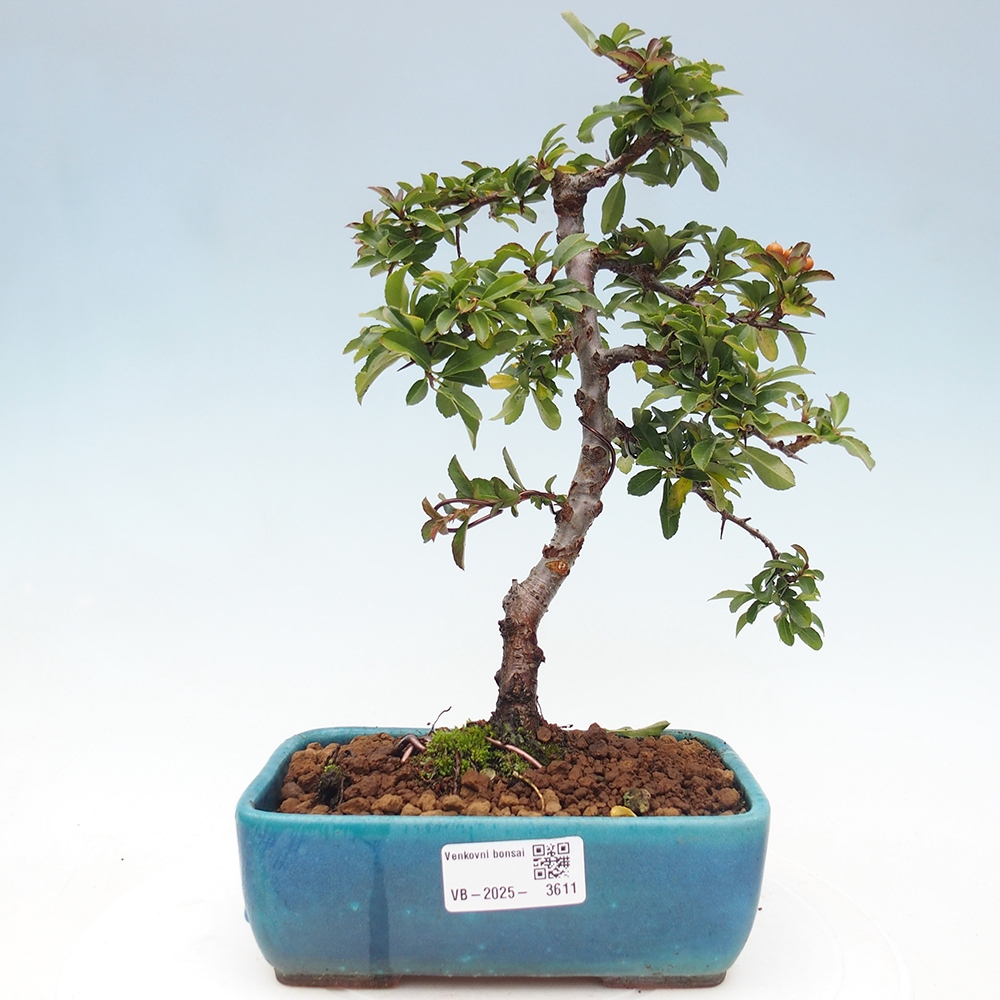 Kültéri bonsai-Pyracantha Teton - Hlox