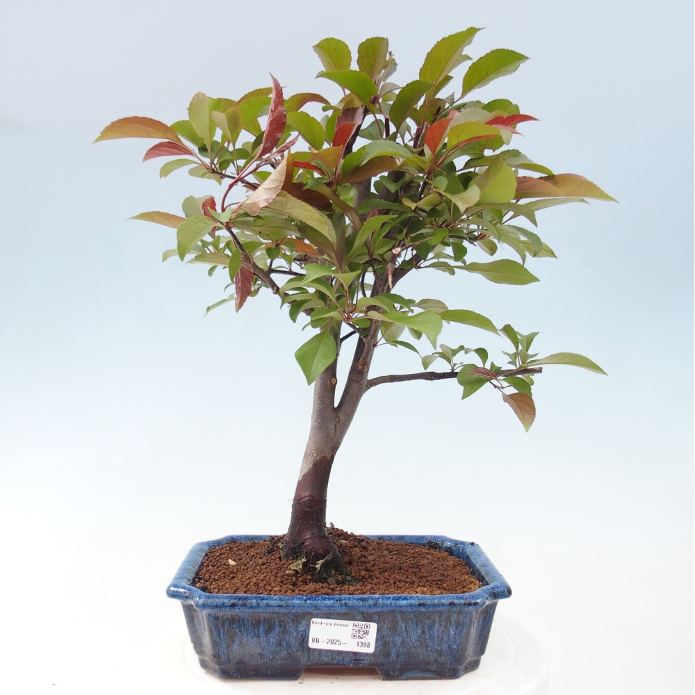 Kültéri bonsai -Malus domestica - Kis gyümölcsű piros levelű almafa
