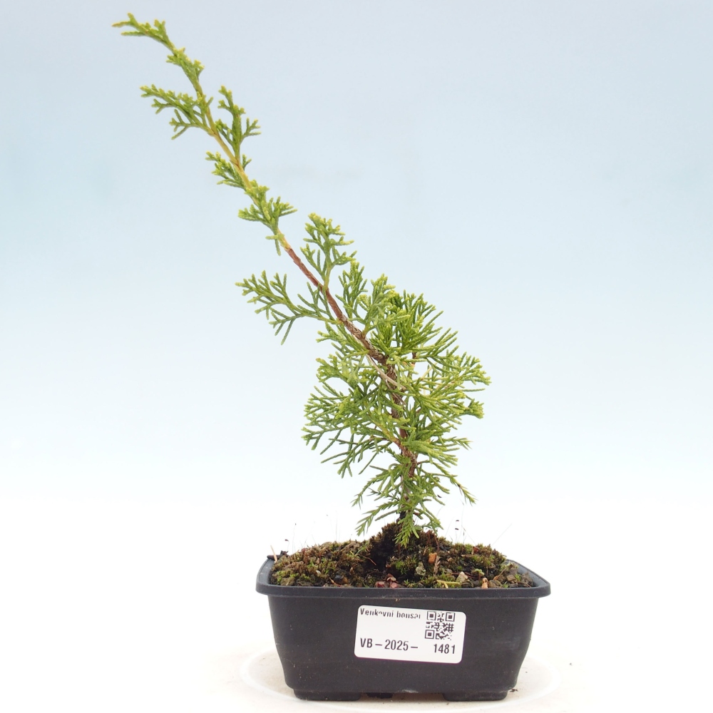 Kültéri bonsai - Juniperus chinensis Itoigawa