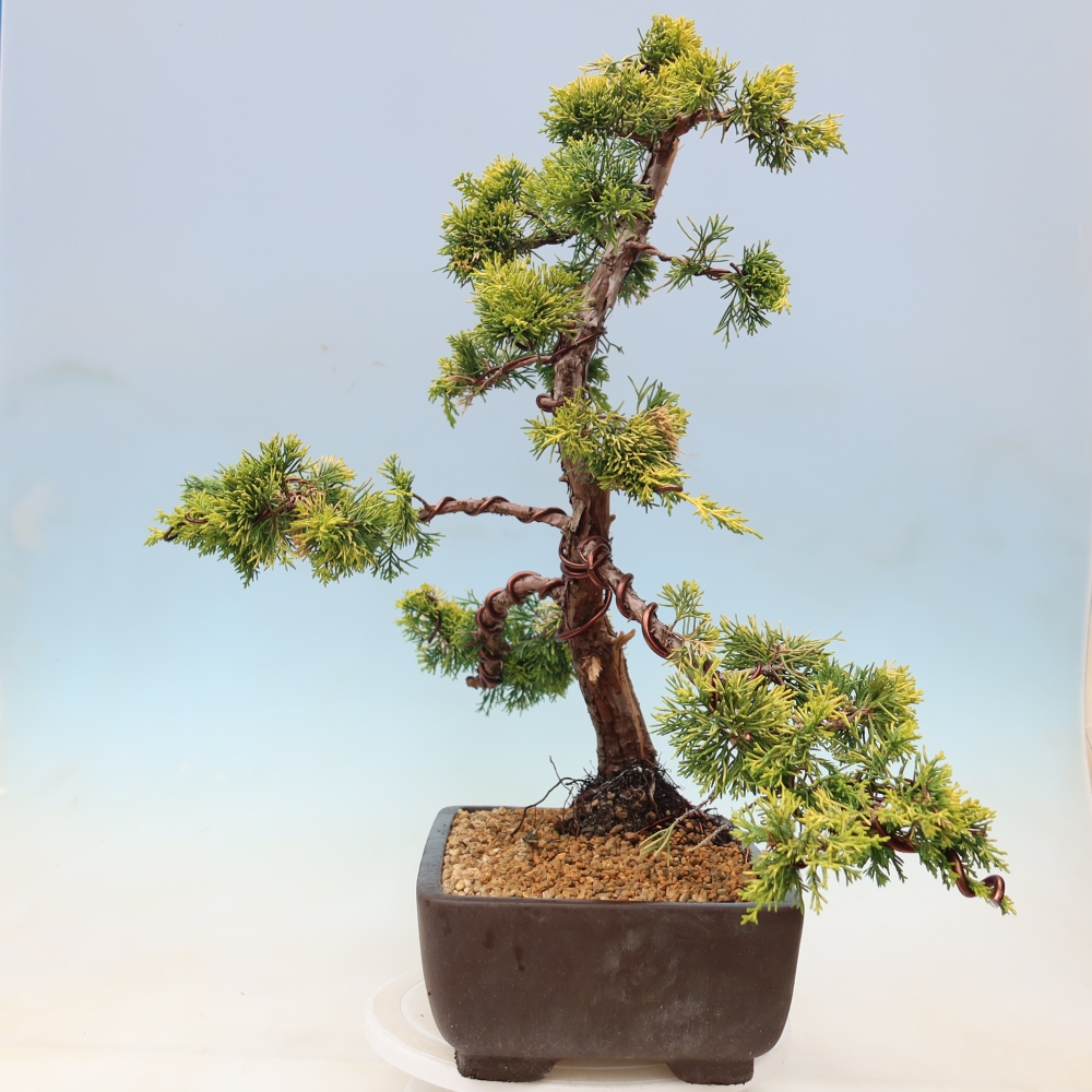Kültéri bonsai – Juniperus chinensis  aurea – arany kínai boróka