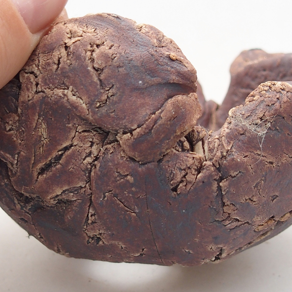 Kerámia kagyló 10 x 9 x 5,5 cm , barna színű