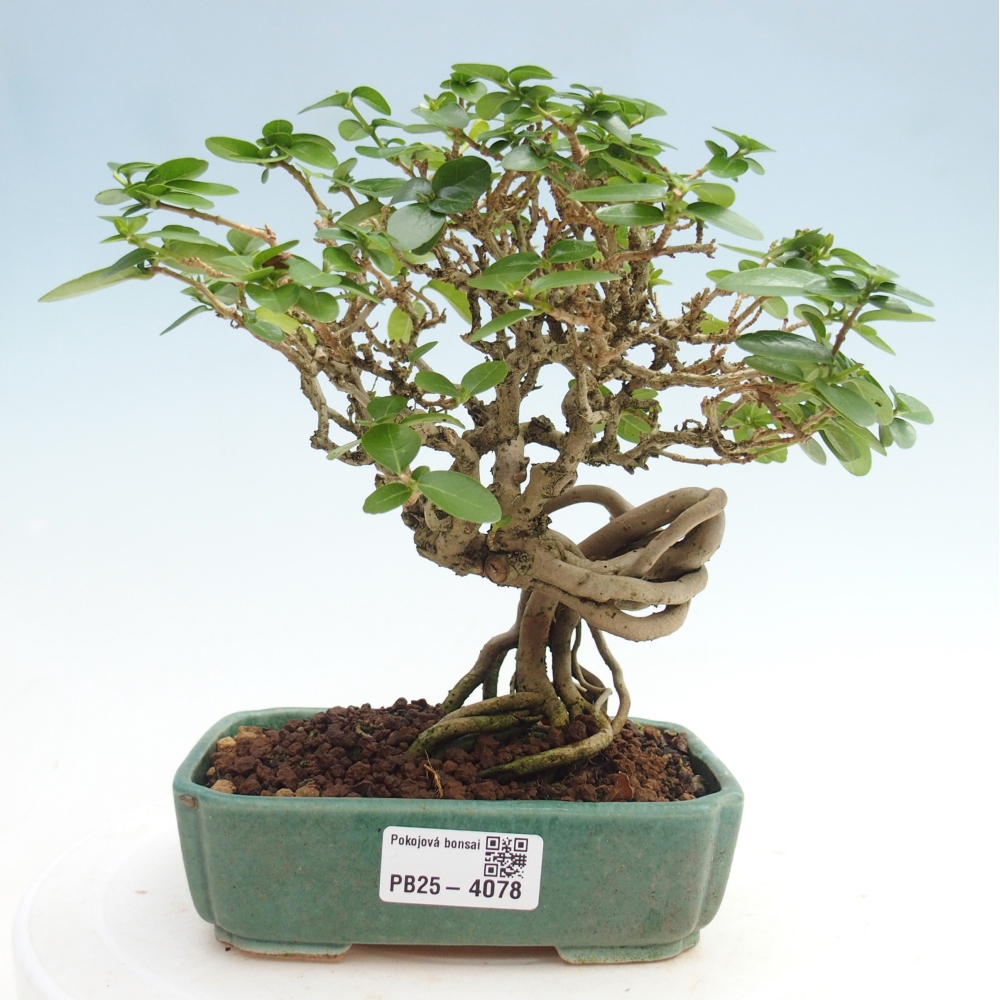 Beltéri bonsai - Premna serratifolia - Kozlovna malolista