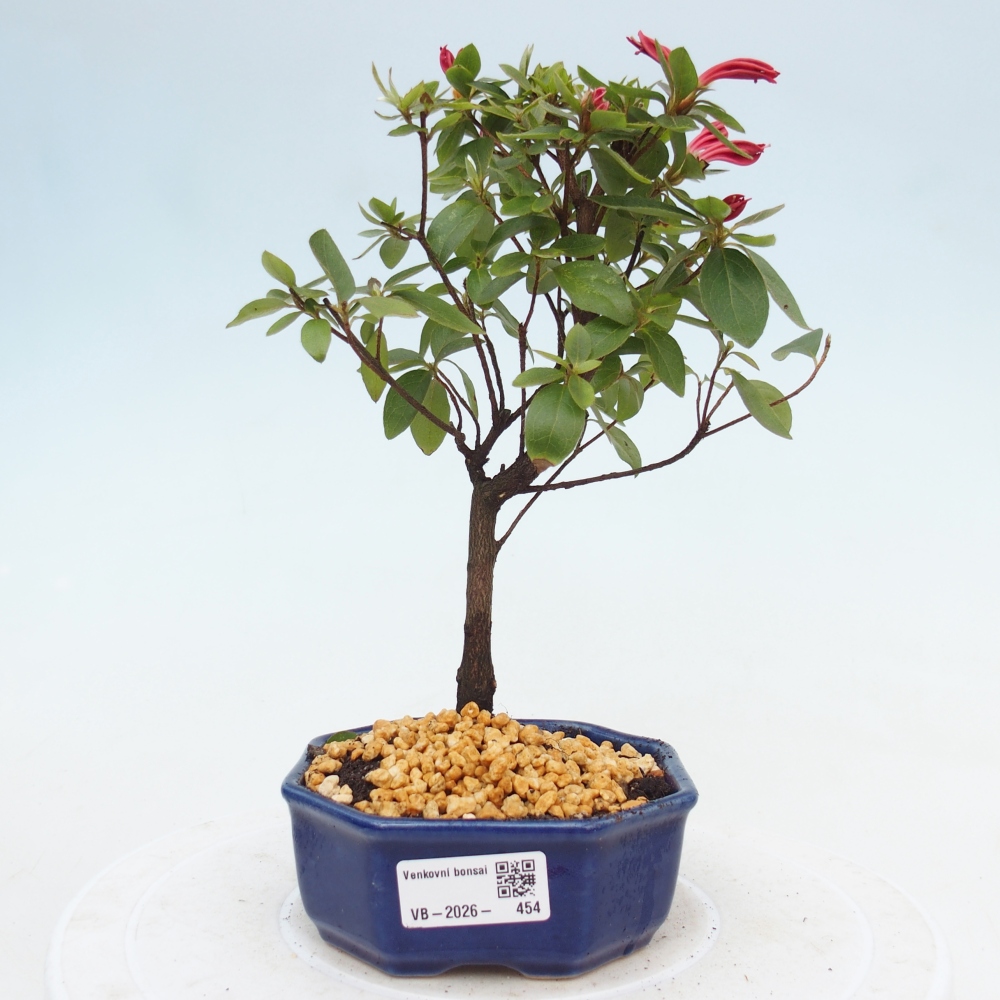 Kültéri bonsai - japán azálea - Azalea sp.