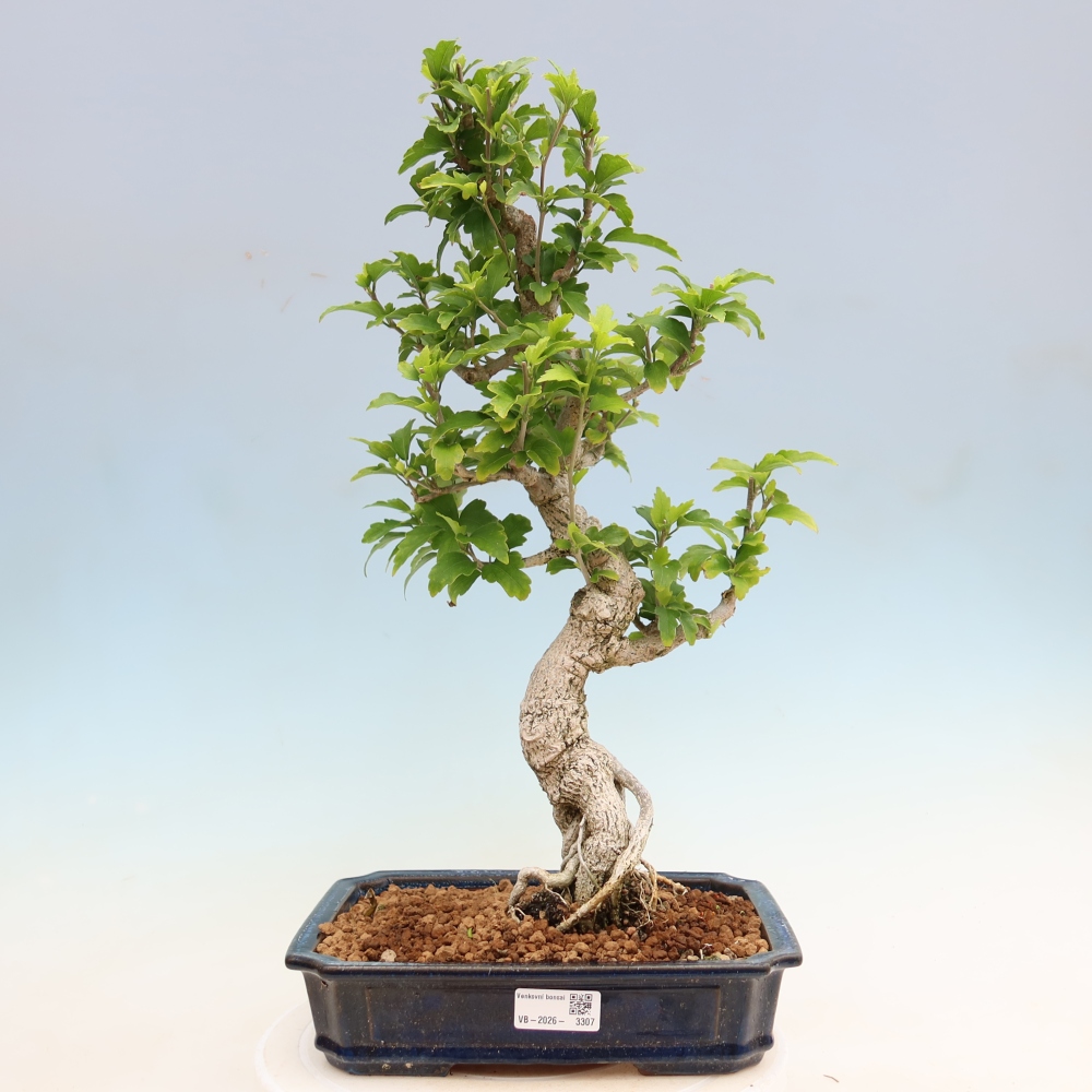Kültéri bonsai – Hibiscus syriacus – szíriai ibiskusz