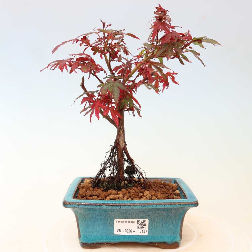 Kültéri bonsai – tenyérlevelű juhar – Acer palmatum Berry Broom 