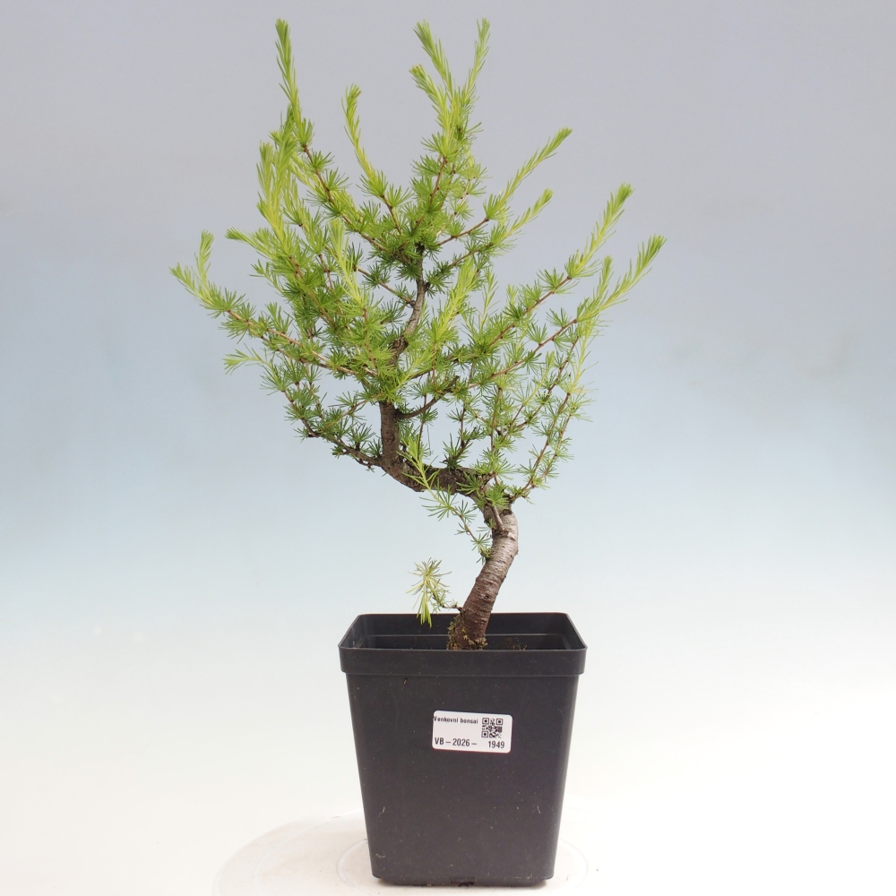 Kültéri bonsai - Larix decidua - vörösfenyő