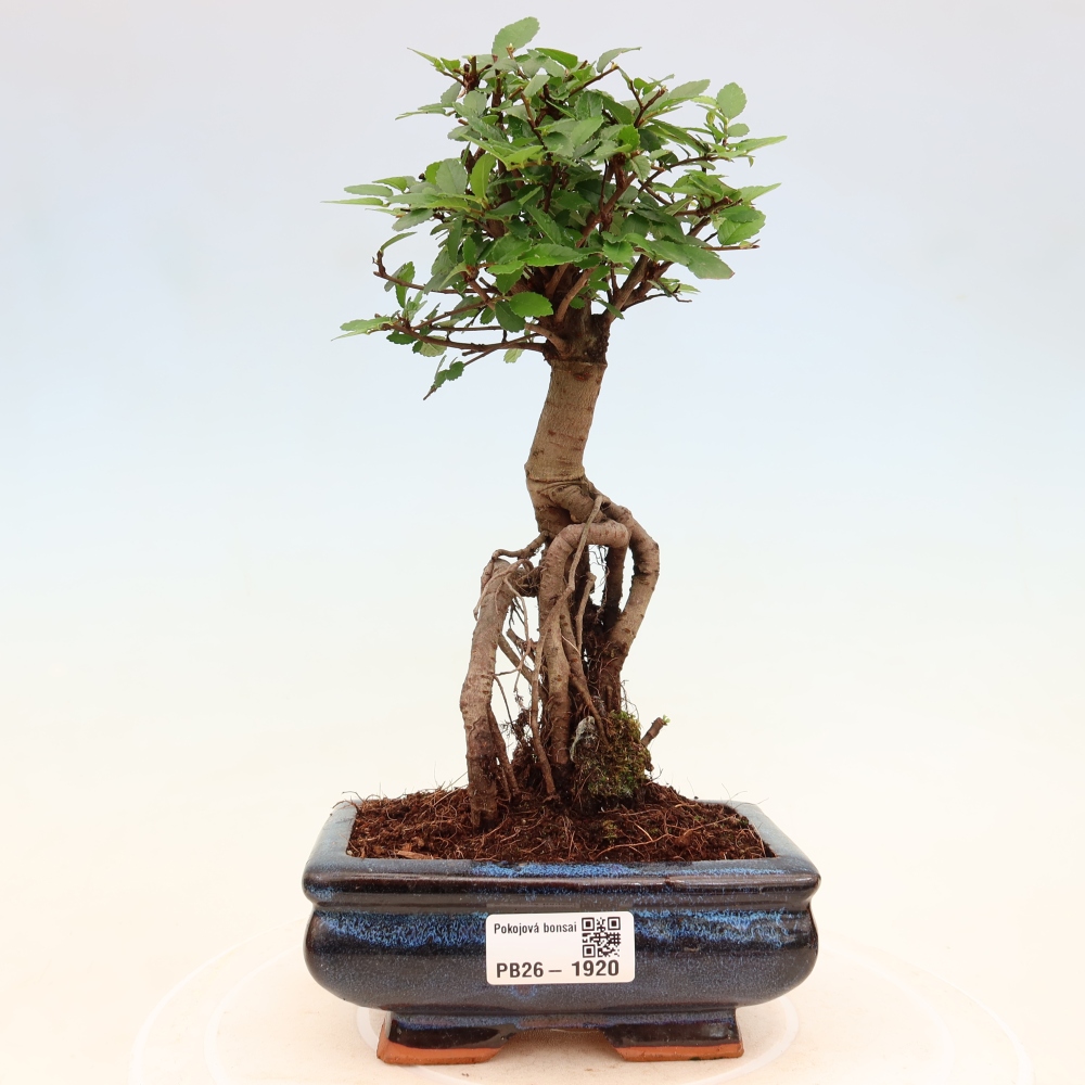 Szobai bonsai - Ulmus parvifolia - Kislevelű szilfa