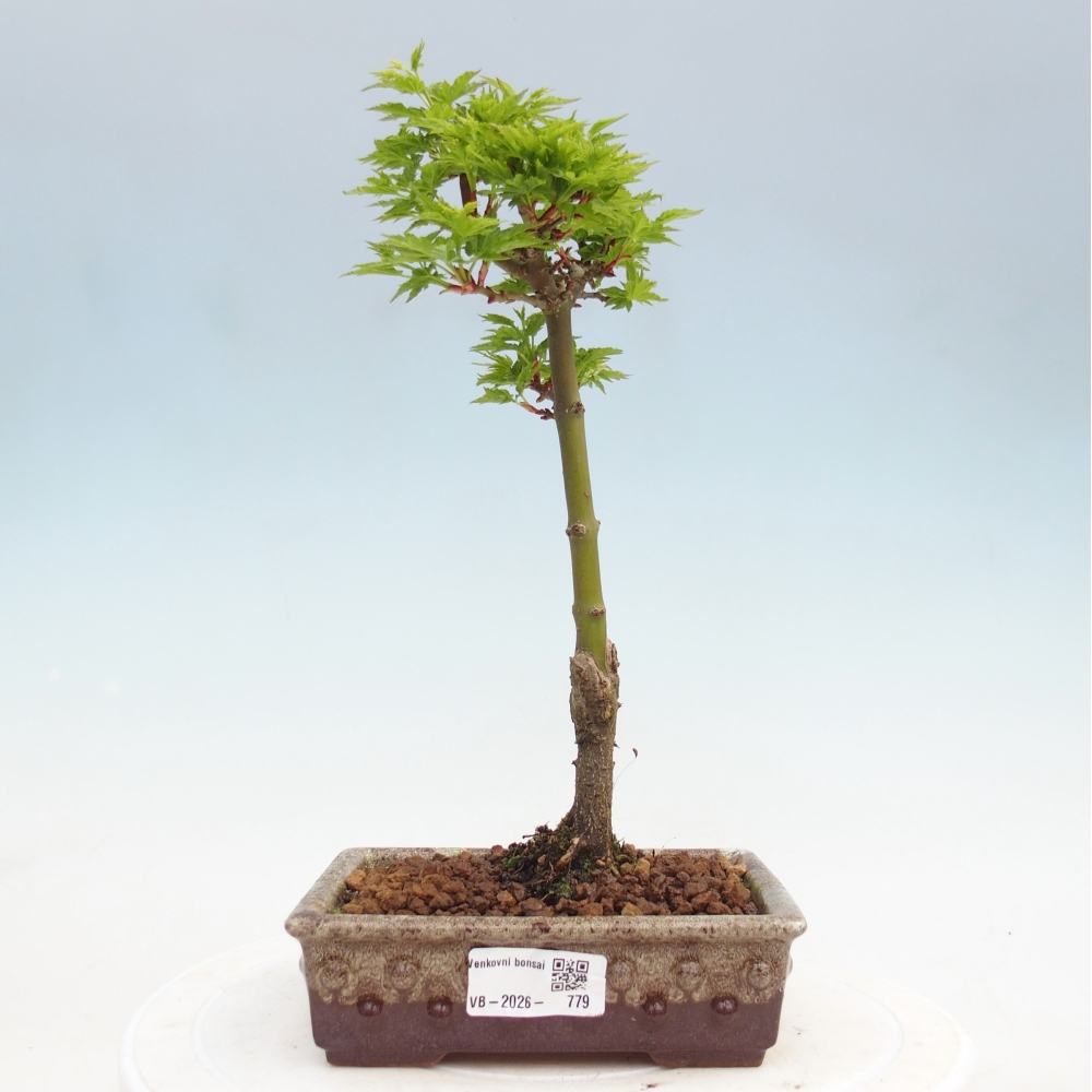 Kültéri bonsai -Javor pálma Acer palmatum Shishigashira