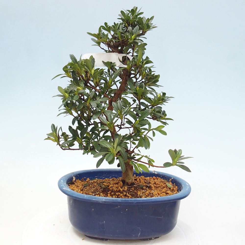 Kültéri bonsai - Japán azálea - Azalea Santoka