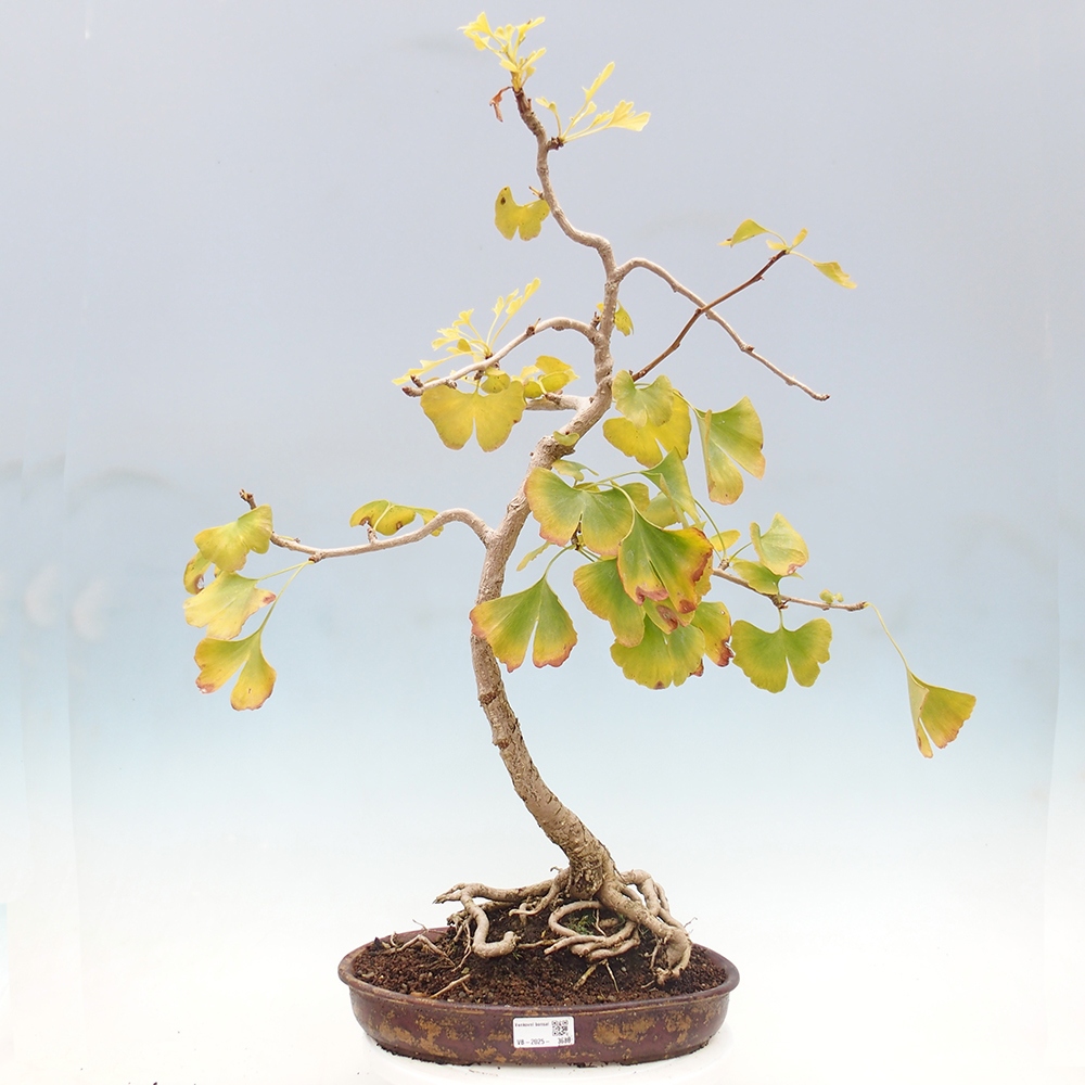 Kültéri bonsai - Ginkgo biloba - Ginkgo biloba