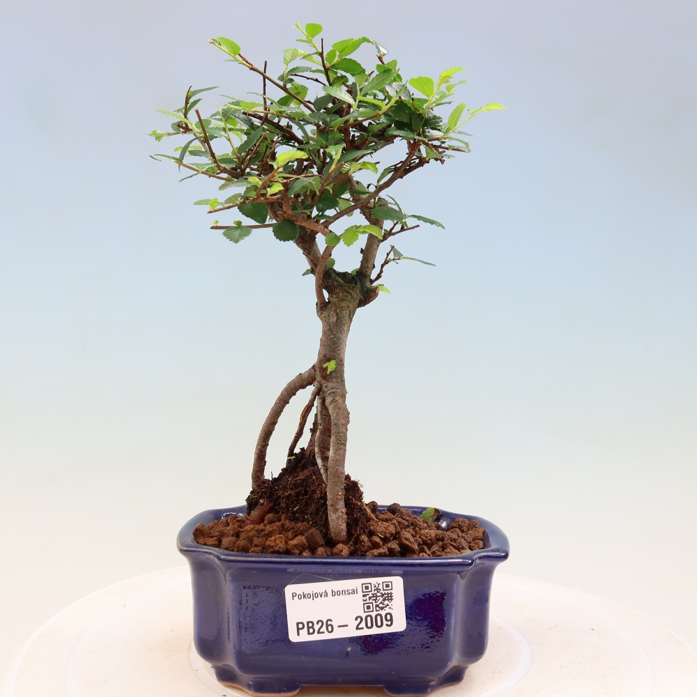 Szobai bonsai - Ulmus parvifolia - Kislevelű szilfa