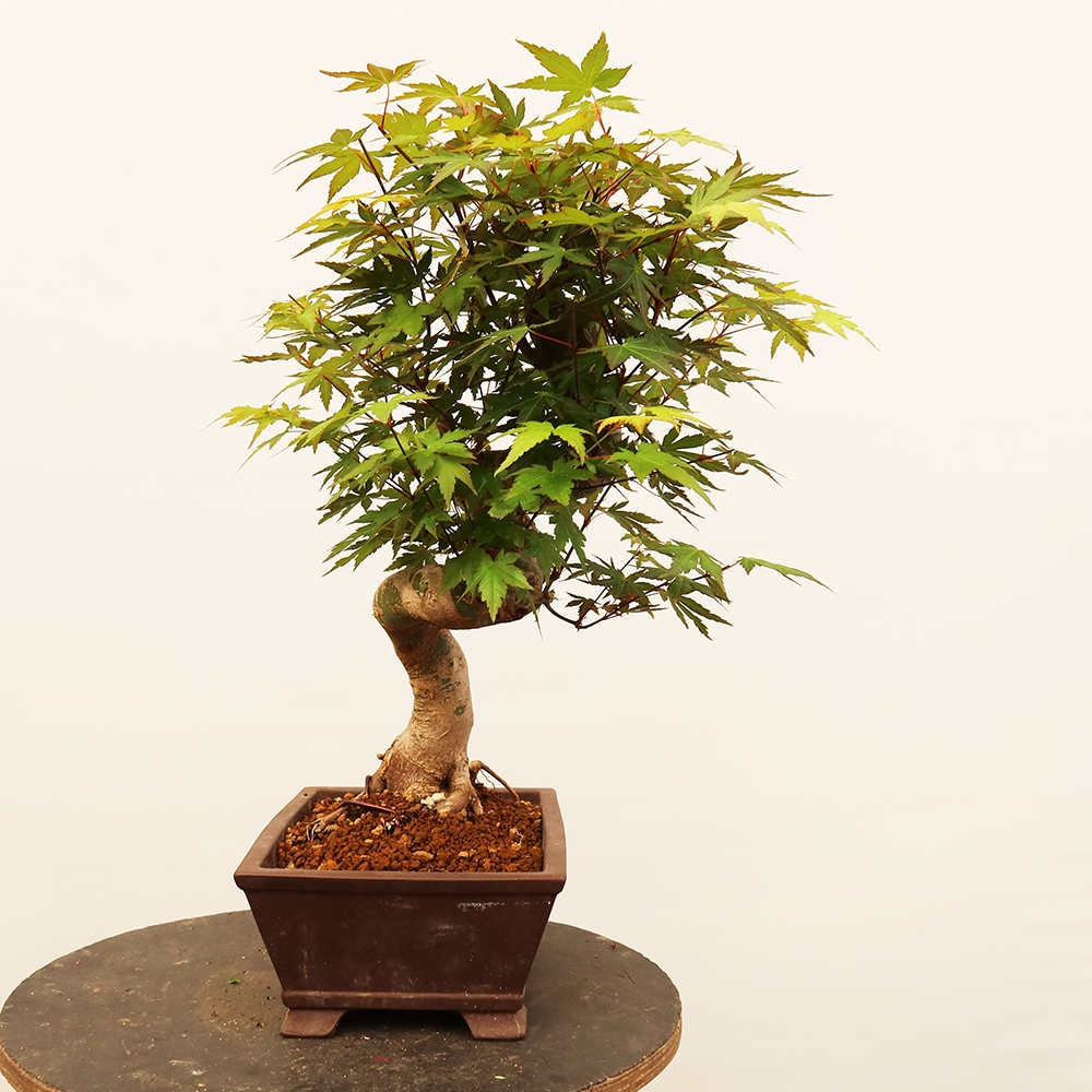 Kültéri bonsai - Maple palmatum - Pálmák