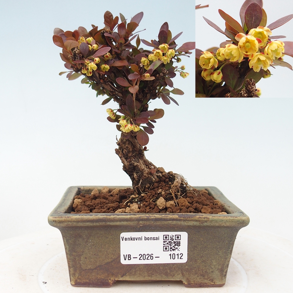 Kültéri bonsai - Berberis Thunbergii Bagatelle