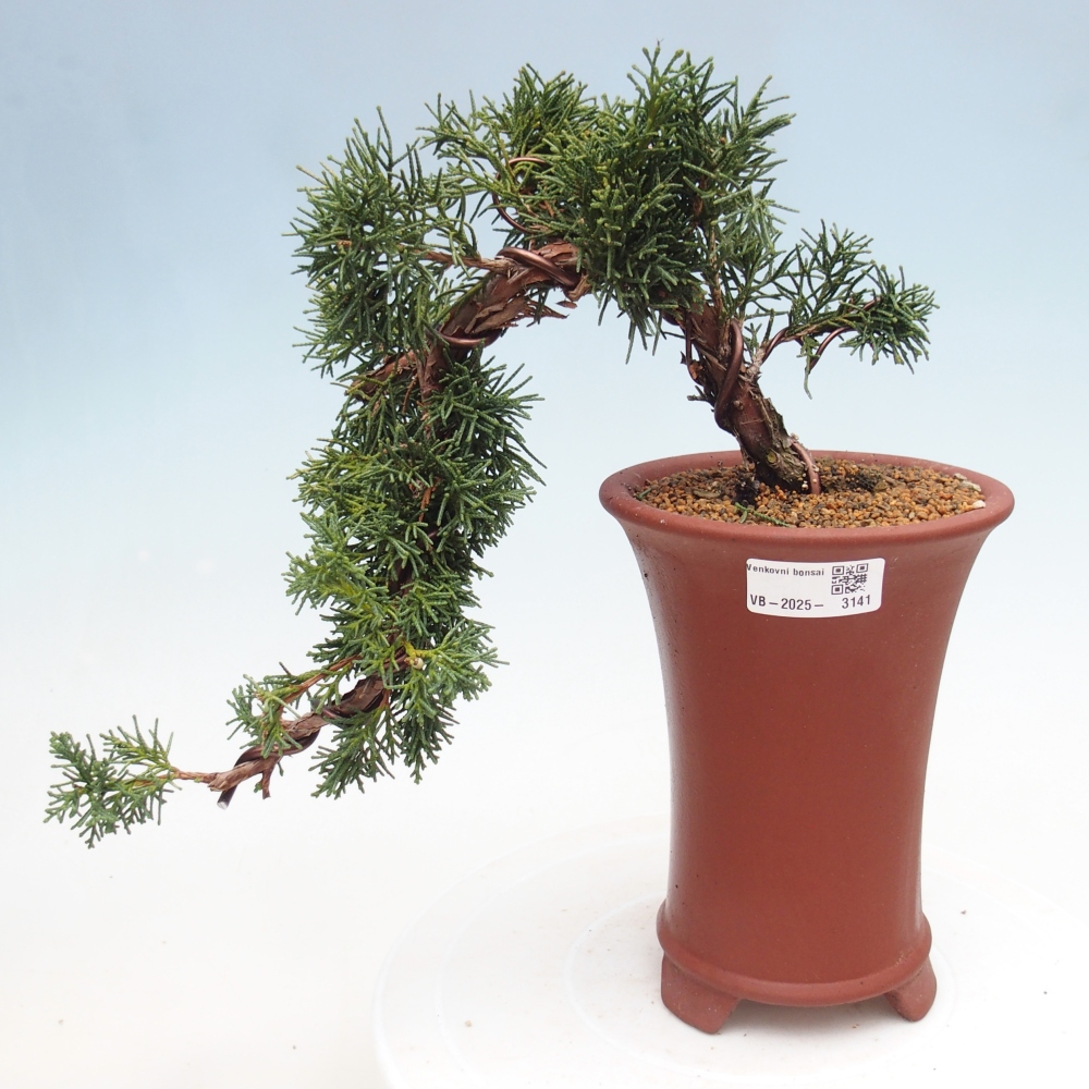 Kültéri bonsai - Juniperus chinensis Kishu