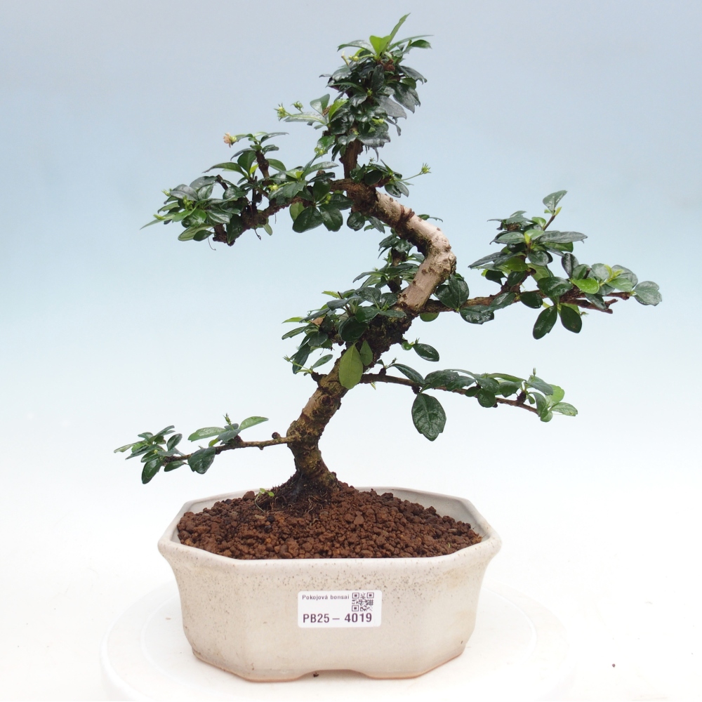 Szobai bonsai - Carmona macrophylla - Tea fuki