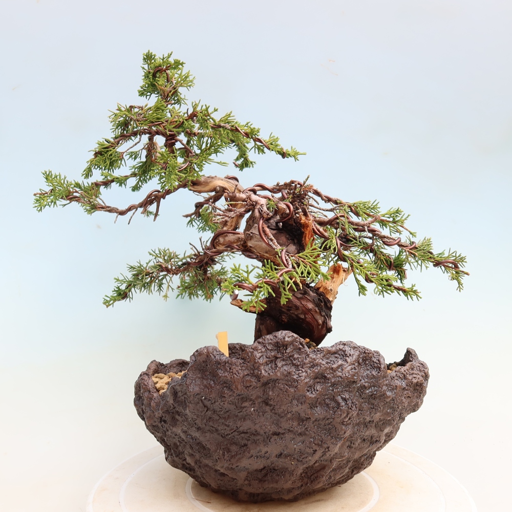 Kültéri bonsai - Juniperus chinensis Itoigawa-Juniperus chinensis