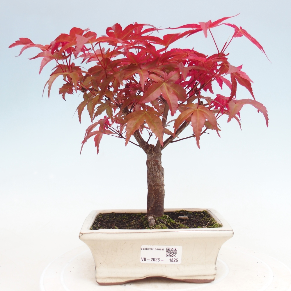 Kültéri bonsai - Acer palmatum DESHOJO