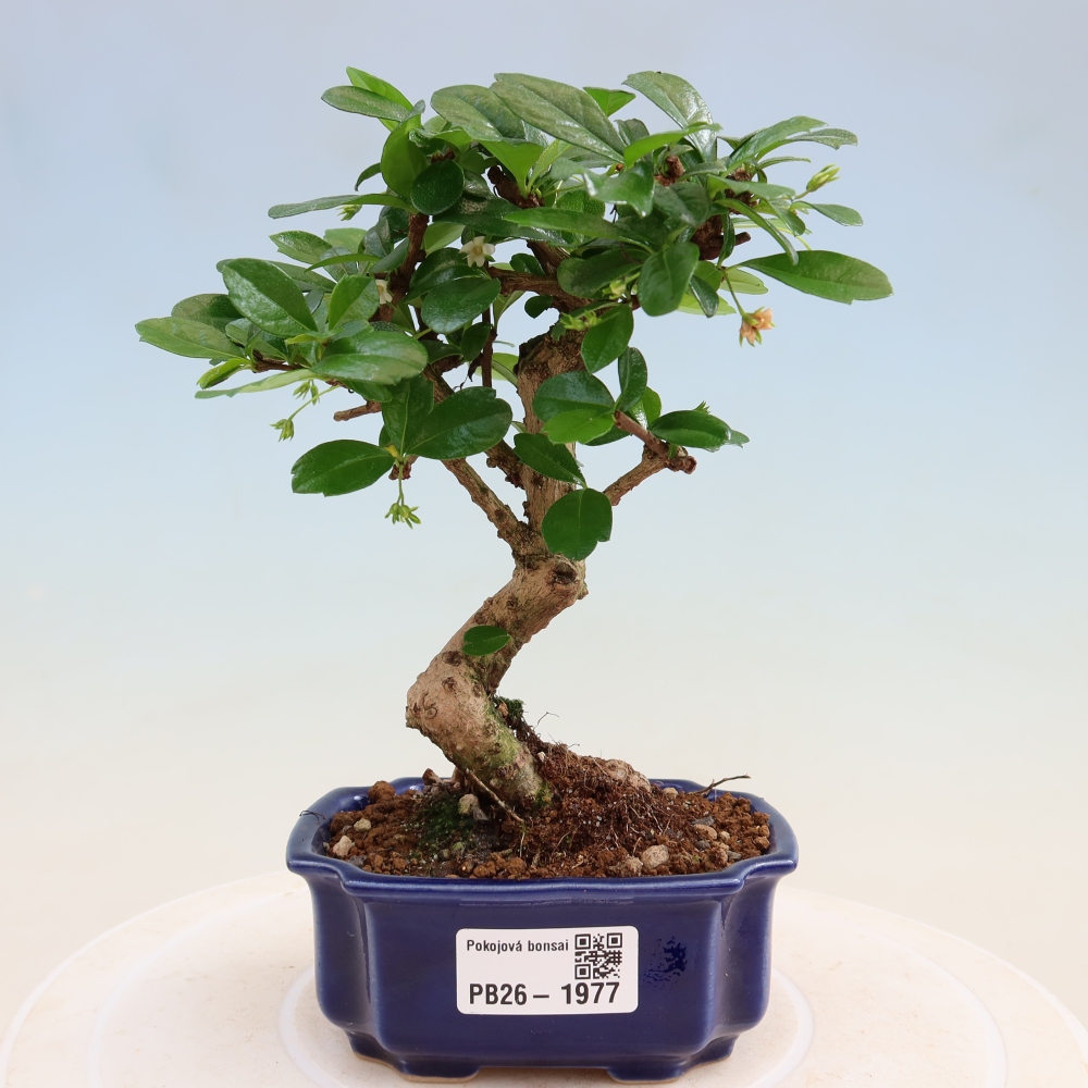 Szobai bonsai - Carmona macrophylla - Tea fuki