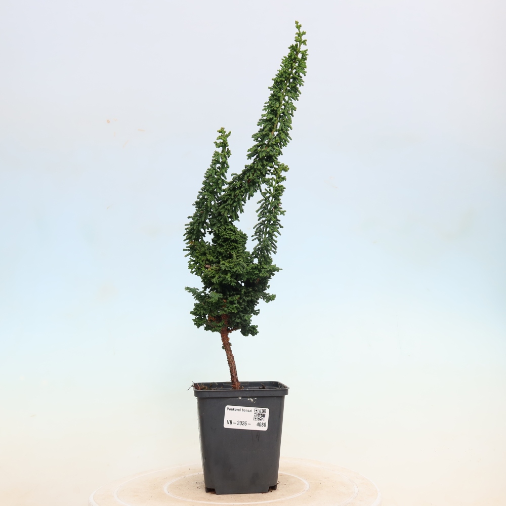 Kültéri bonsai - Cham. obtusa SEKKA HINOKI - Cifra ciprus