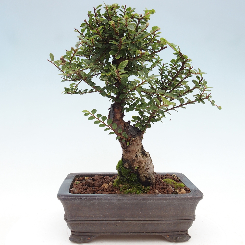 Kültéri bonsai - Ulmus parvifolia Hokkaido - Kínai szil - Ulmus parvifolia Hokkaido
