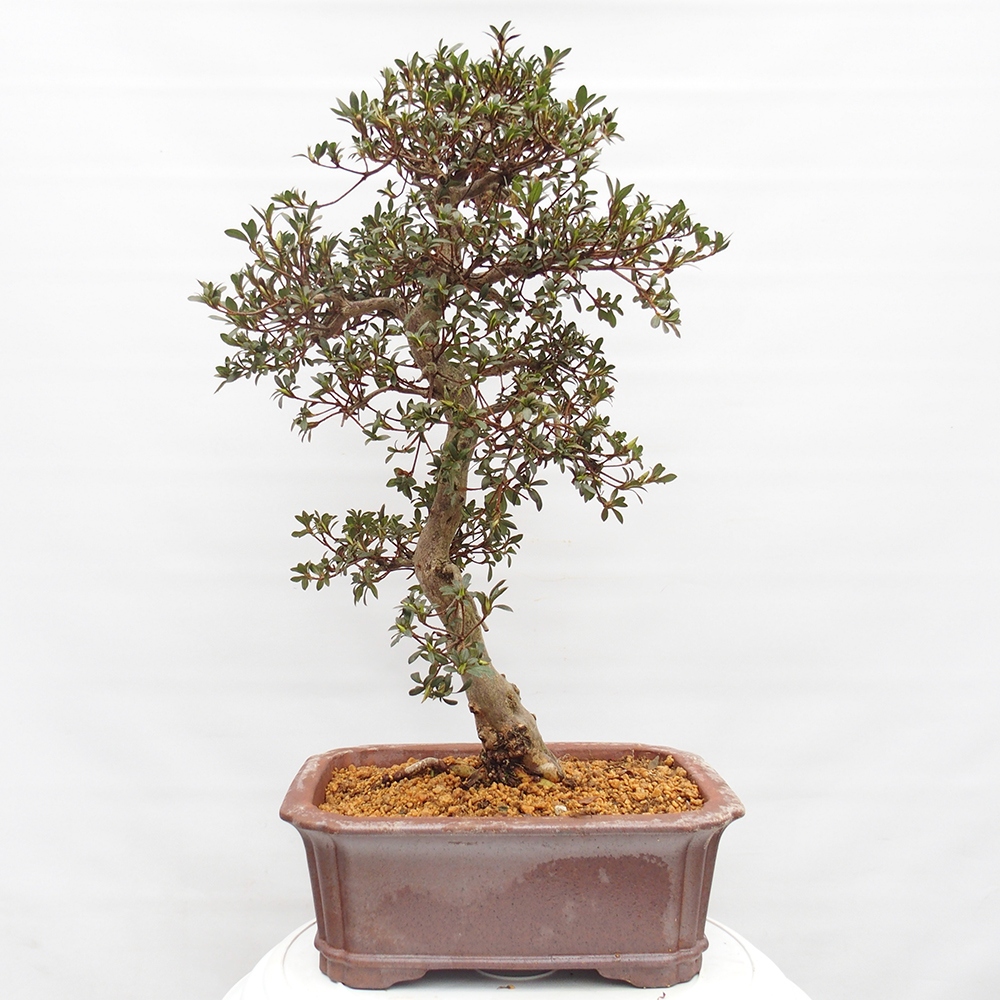 Kültéri bonsai - Japán azálea - Azalea satsuki