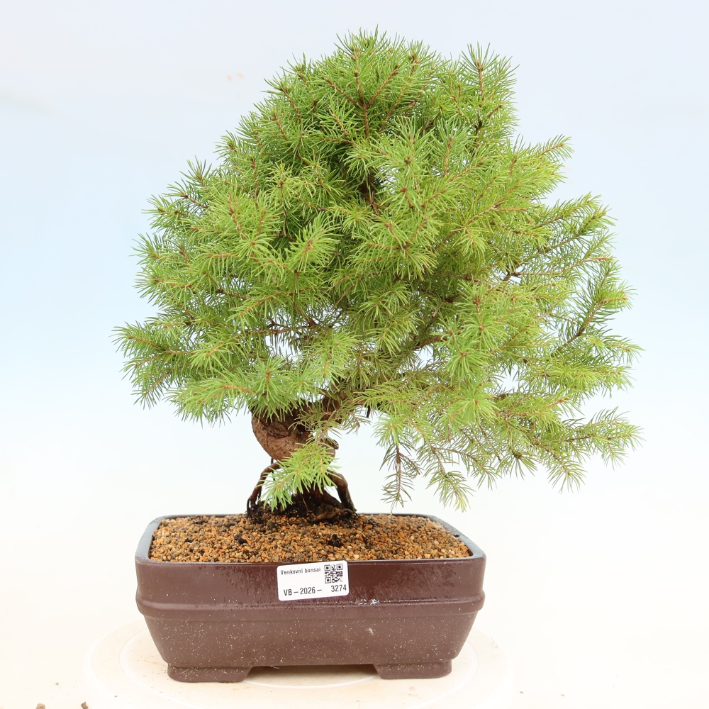 Kültéri bonsai - lucfenyő - Picea glauca globe