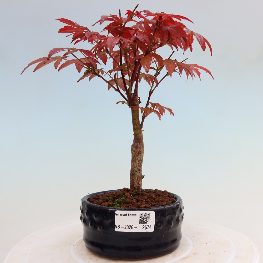 Kültéri bonsai - Acer pálma. Atropurpureum-Javor palmate