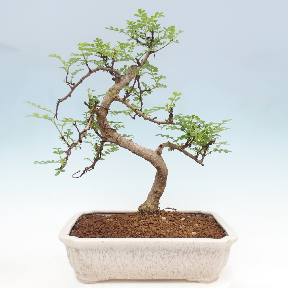 Szobai bonsai - Zantoxylum piperitum - borsfa