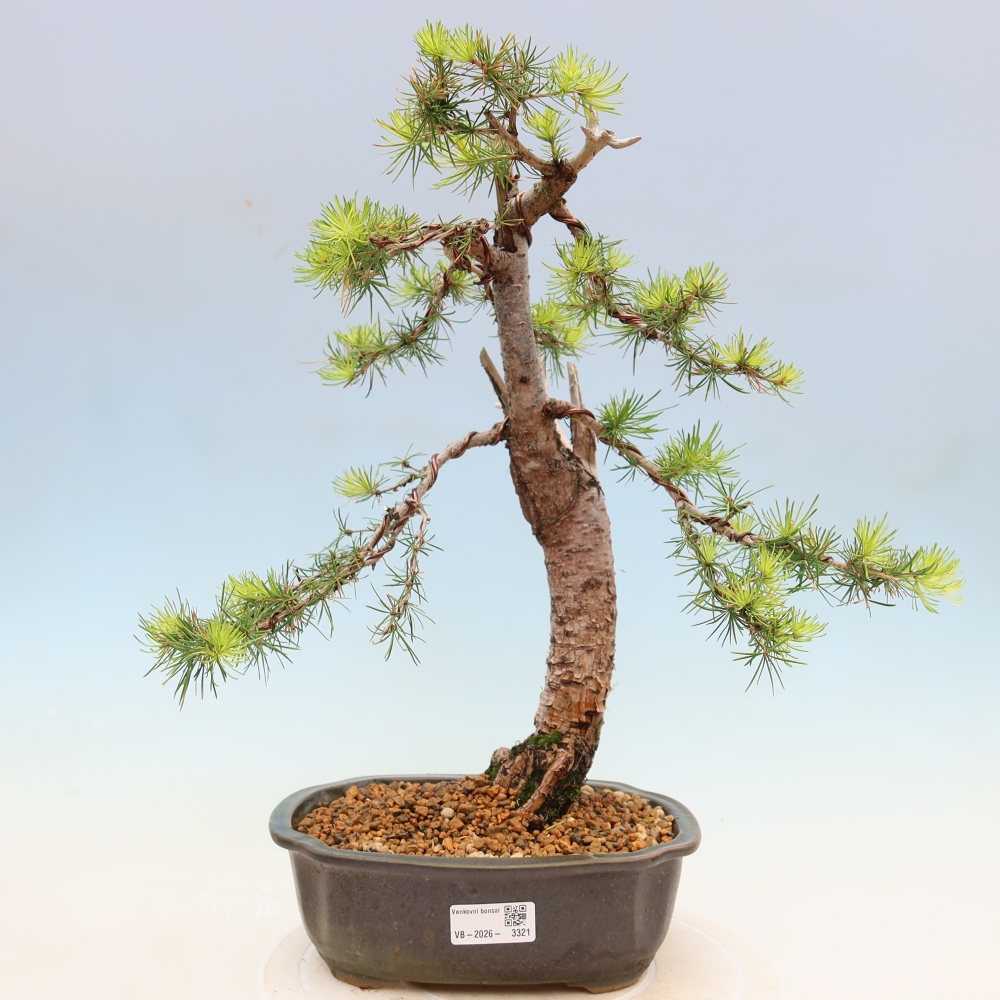 Kültéri bonsai - Larix decidua - vörösfenyő