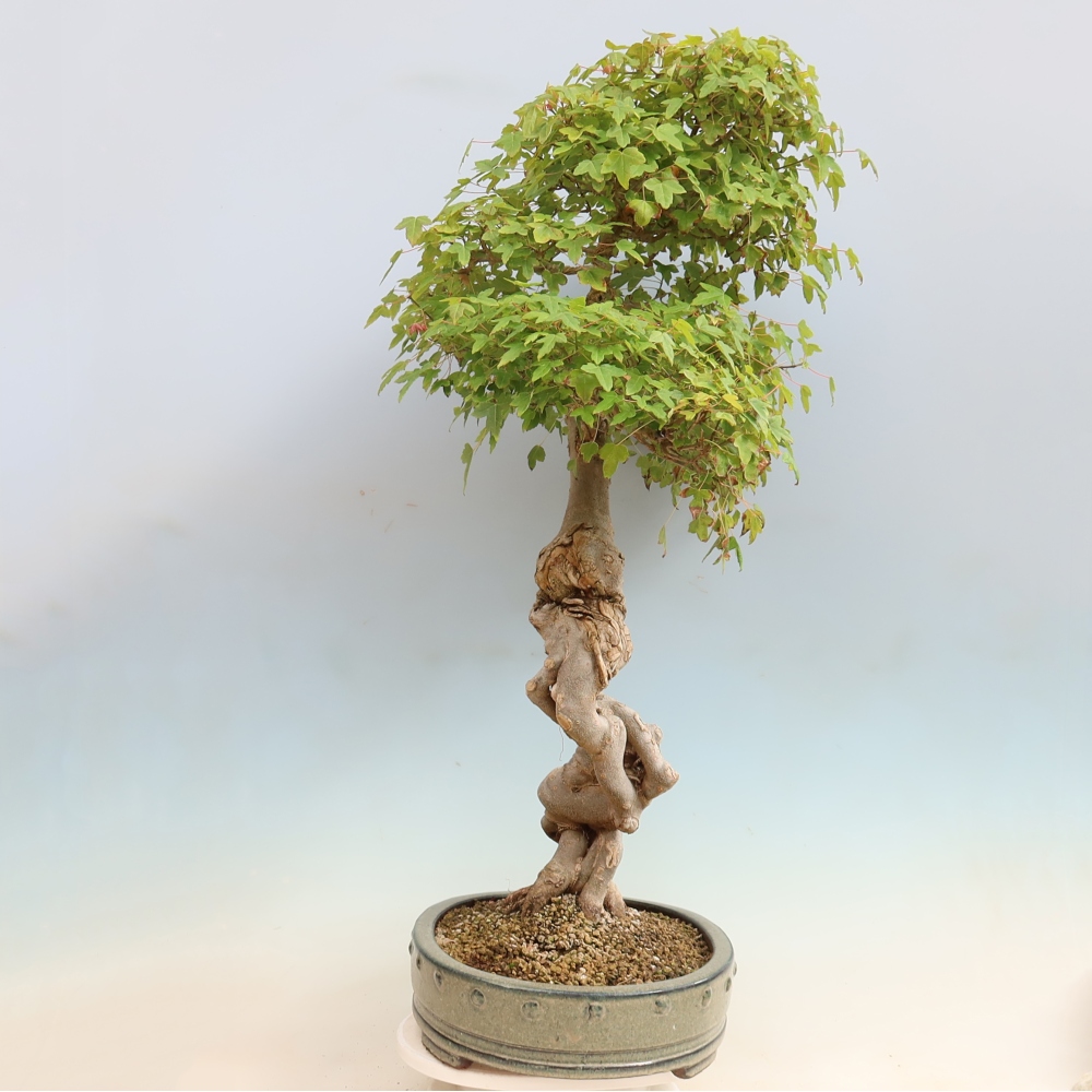 Kültéri bonsai - Acer Buergerianum - Burger juhar