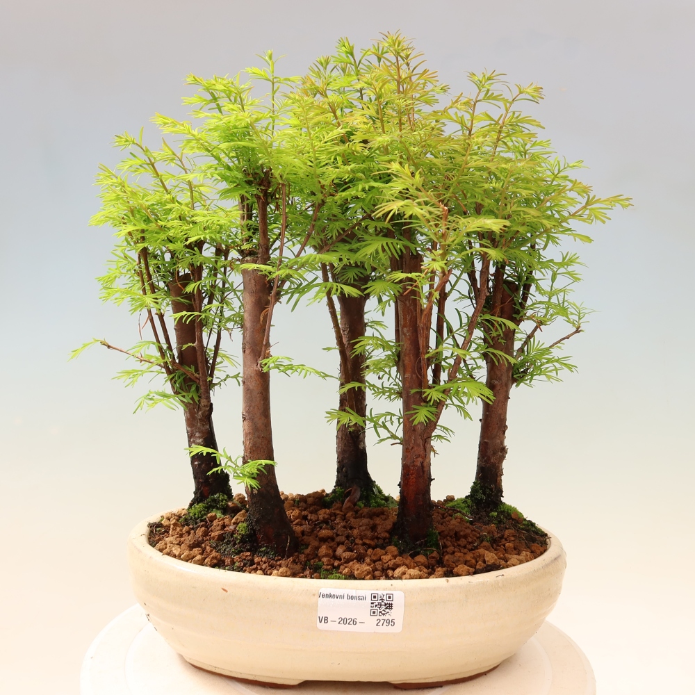 Kültéri bonsai – Metasequoia glyptostroboides – kínai metasequoia – kis erdő