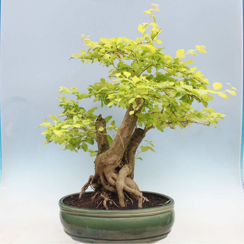 Szobai bonsai - Duranta erecta Aurea - CSAK SZEMÉLYES Begyűjtés vagy raklapos szállítás