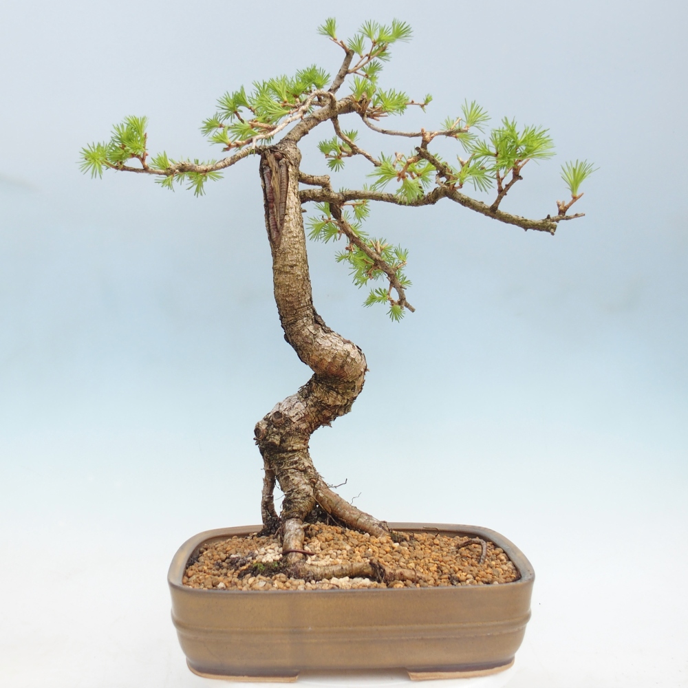 Kültéri bonsai - Larix decidua - vörösfenyő
