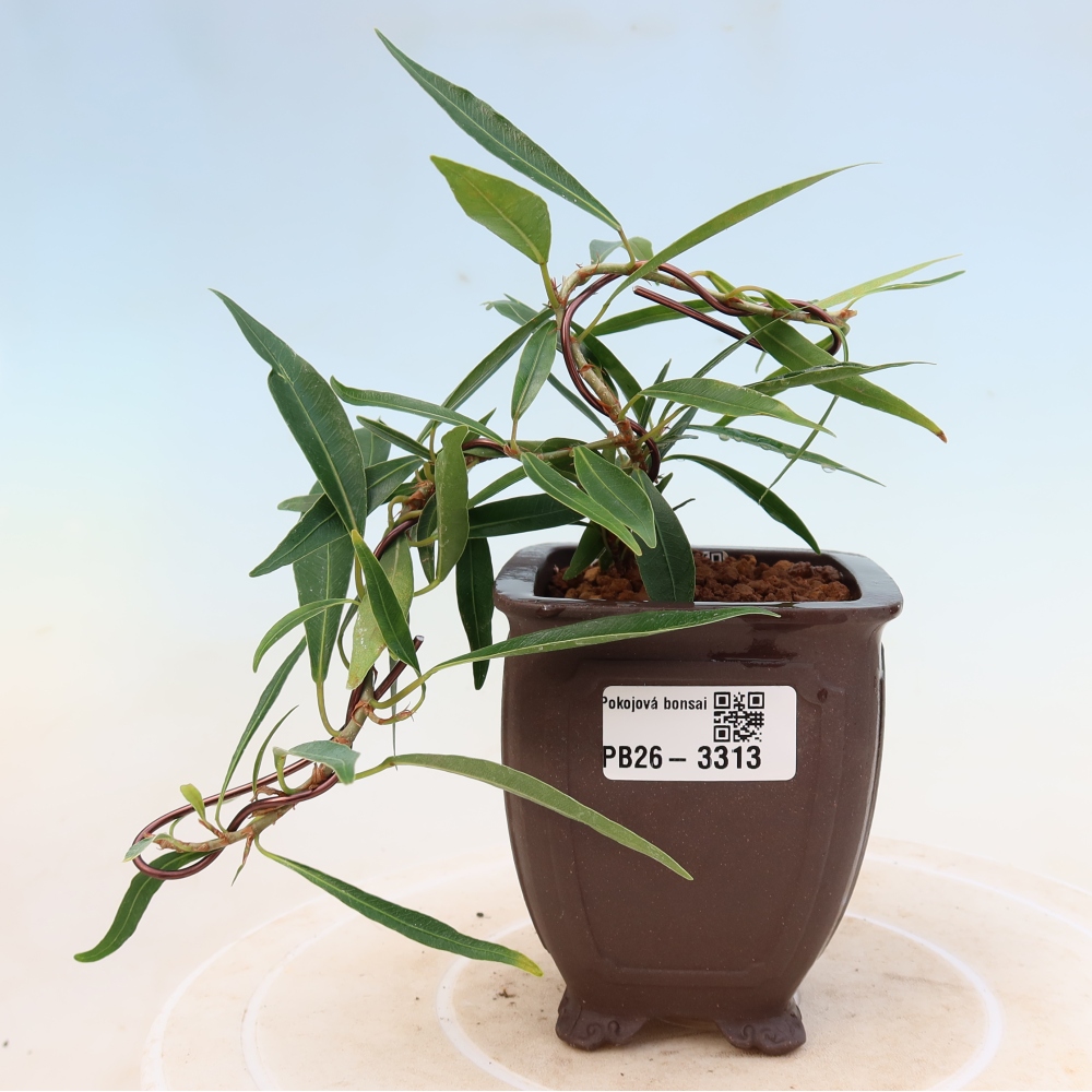 Szobai bonsai - Ficus nerifolia - kislevelű fikusz