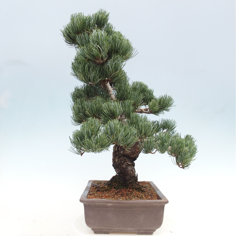 Kültéri bonsai - Pinus parviflora - Pinus parviflora