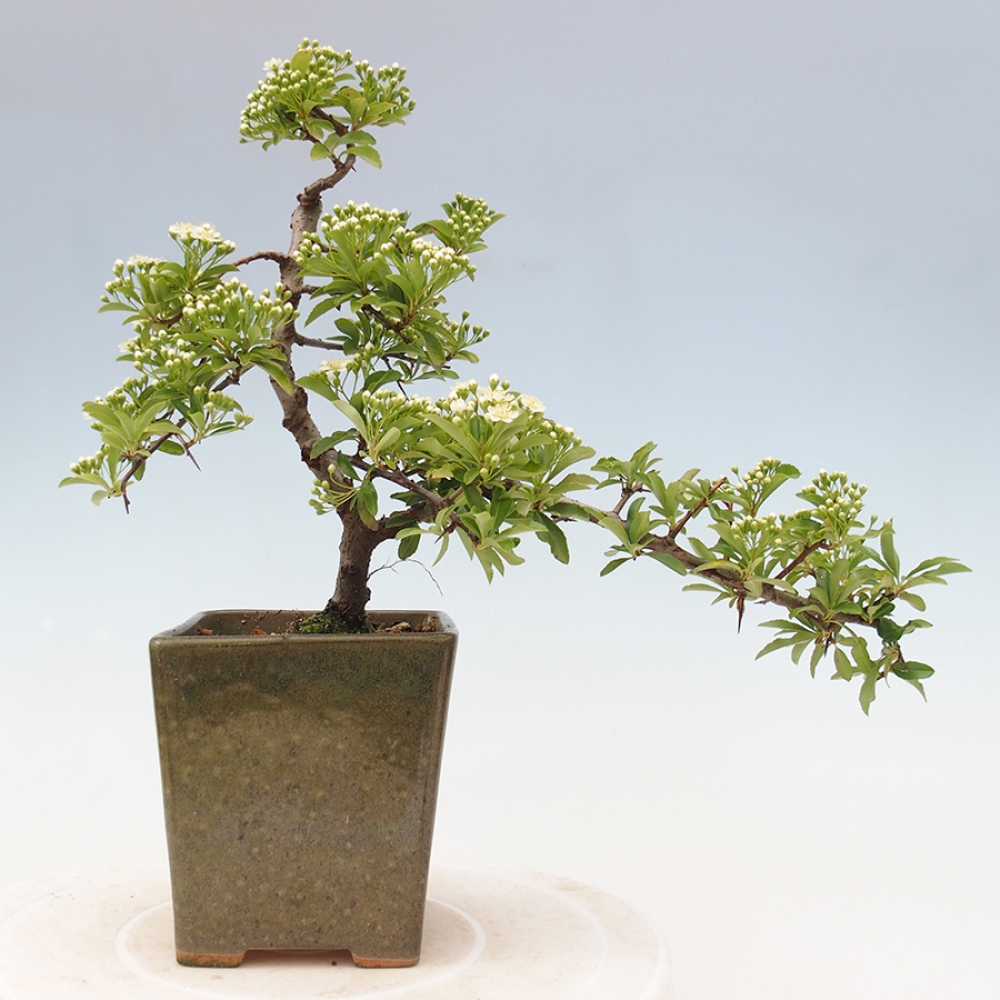 Kültéri bonsai-Pyracantha Teton - Hlox
