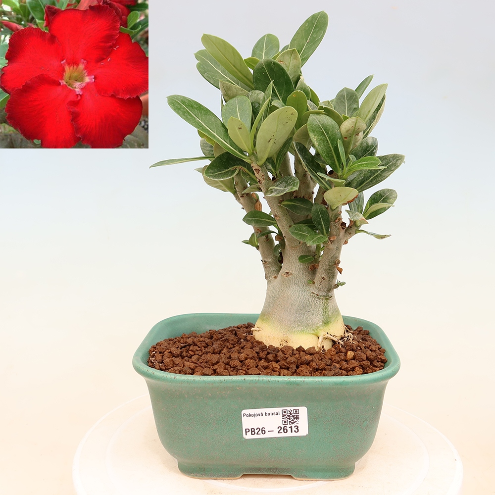 Szobabonsai – Adenium obesum Red Star – Sivatagi rózsa