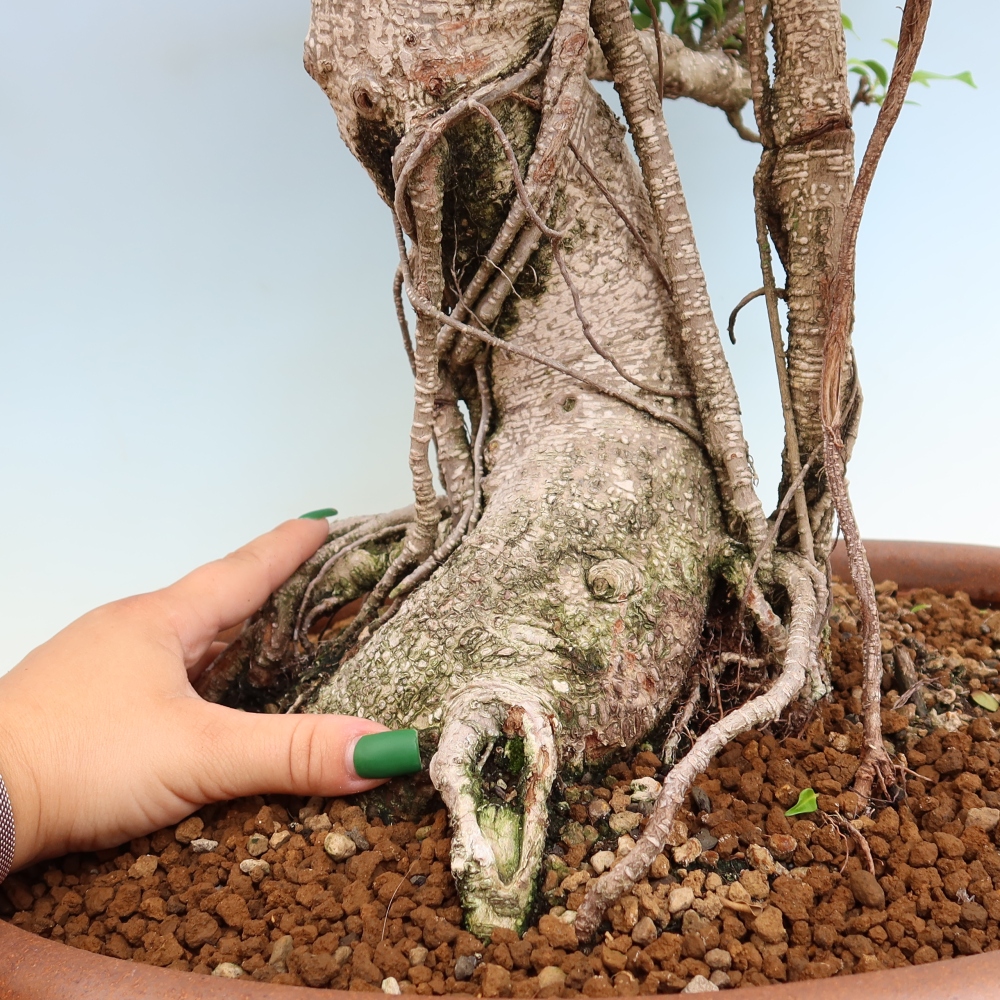 Szobai bonsai - Ficus kimmen - kislevelű fikusz