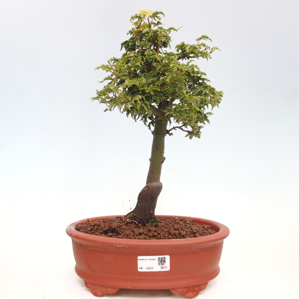 Kültéri bonsai -Javor pálma Acer palmatum Shishigashira