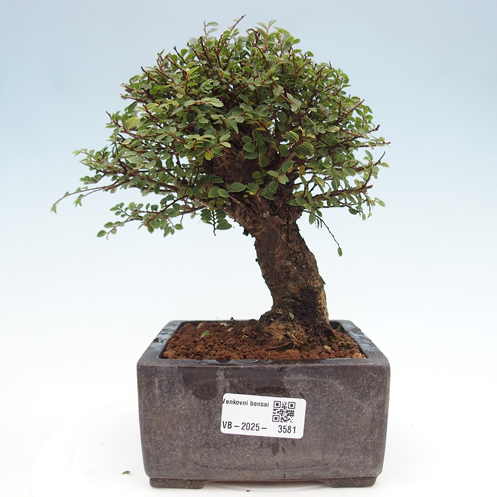 Kültéri bonsai - Ulmus parvifolia Hokkaido - Kínai szil - Ulmus parvifolia Hokkaido