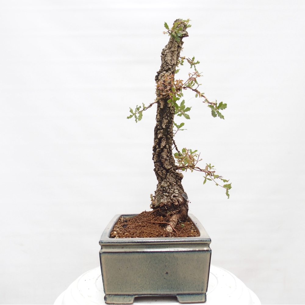 Yamadori - Quercus Ilex - Tölgy magyal