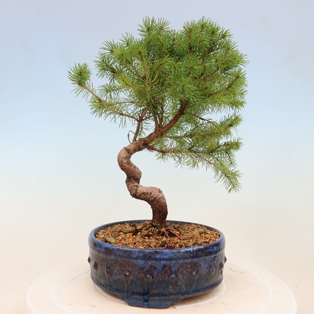 Kültéri bonsai - lucfenyő - Picea glauca globe
